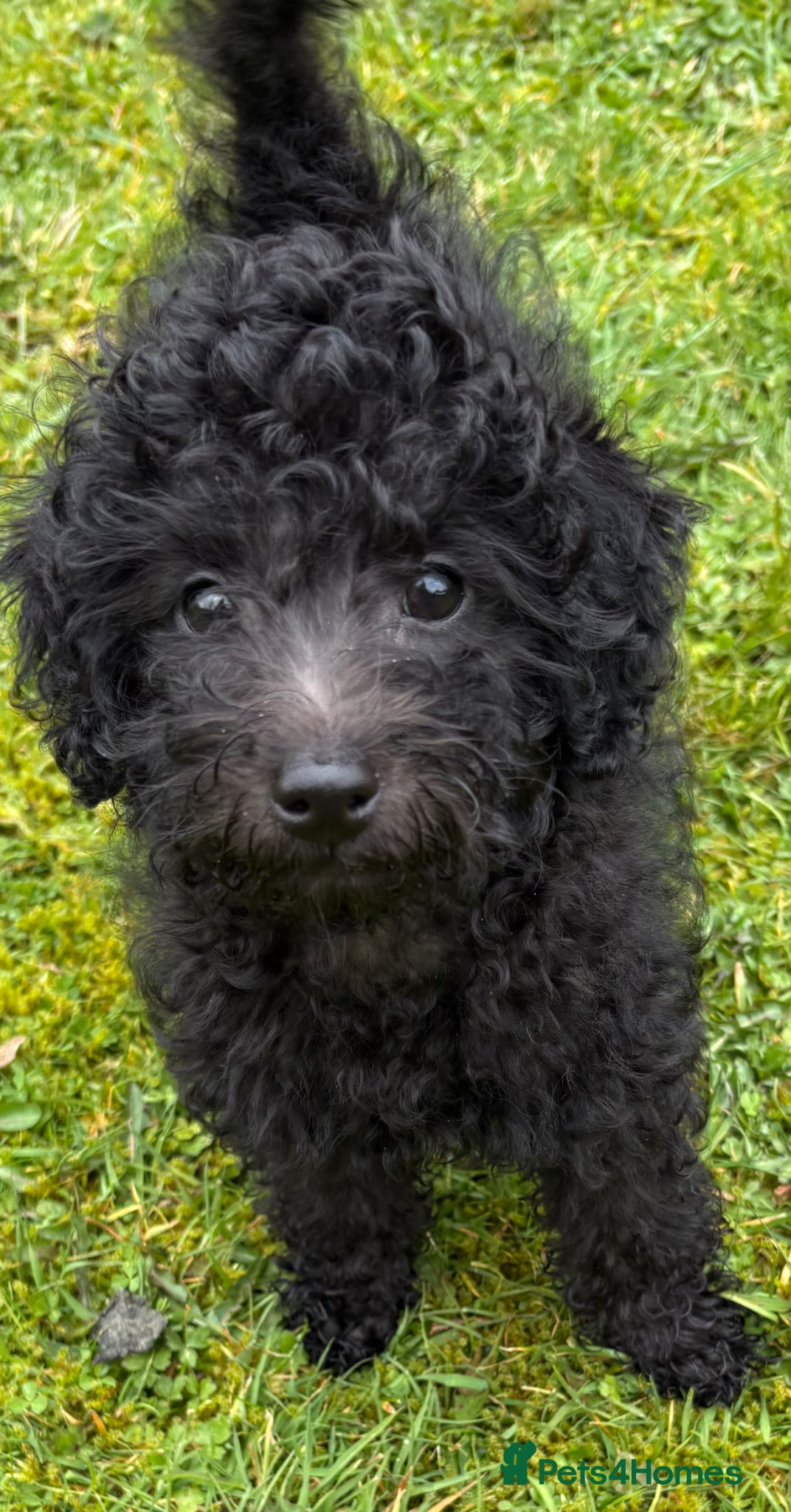 Jackapoo dogs Mini Jackapoo Ready Now | 1 Lovely Boy Available - Advert 13