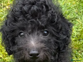 Jackapoo dogs 🐾 Last Mini Jackapoo Boy – Ready Now - Advert 13