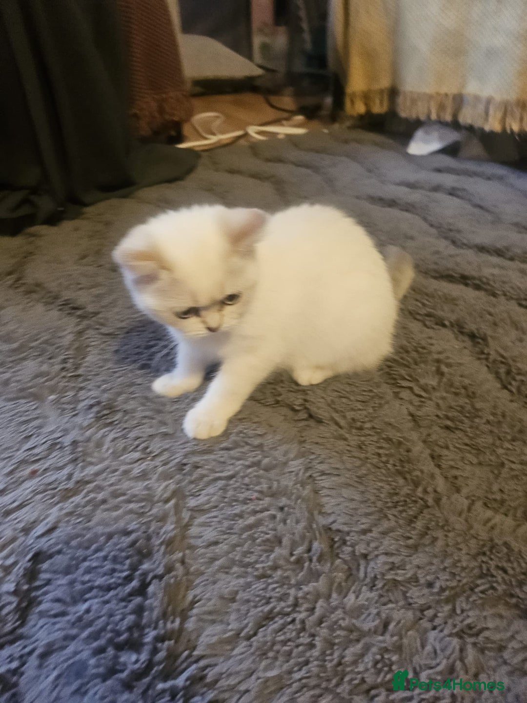 British Shorthair cats for sale: CUTE BRITISH SHORT HAIR LOOKING FOR FOREVER HOME - Image 10
