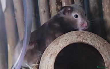 Hamster rodents Female syrian hamster with huge enclosure  - Advert 1