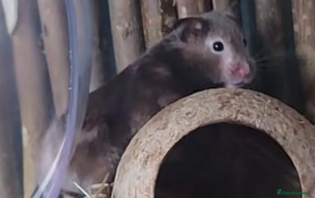 Hamster rodents for sale: Female syrian hamster with huge enclosure  - Advert 1