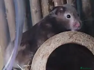 Hamster rodents for sale: Female syrian hamster with huge enclosure - Advert 2