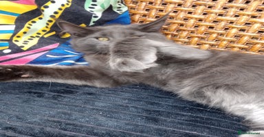 Maine Coon cats - Advert 3
