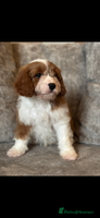 Cavapoo dogs - Advert 15
