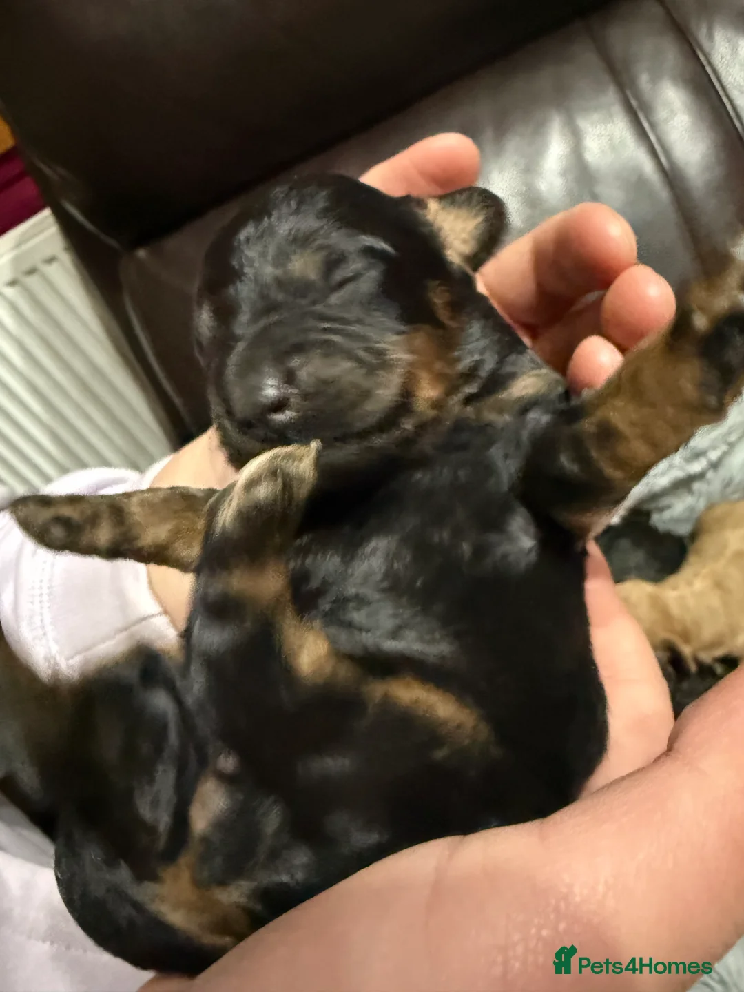 Cockapoo dogs for sale: Toy Cockapoos- KC & health tested parents  - Advert 12