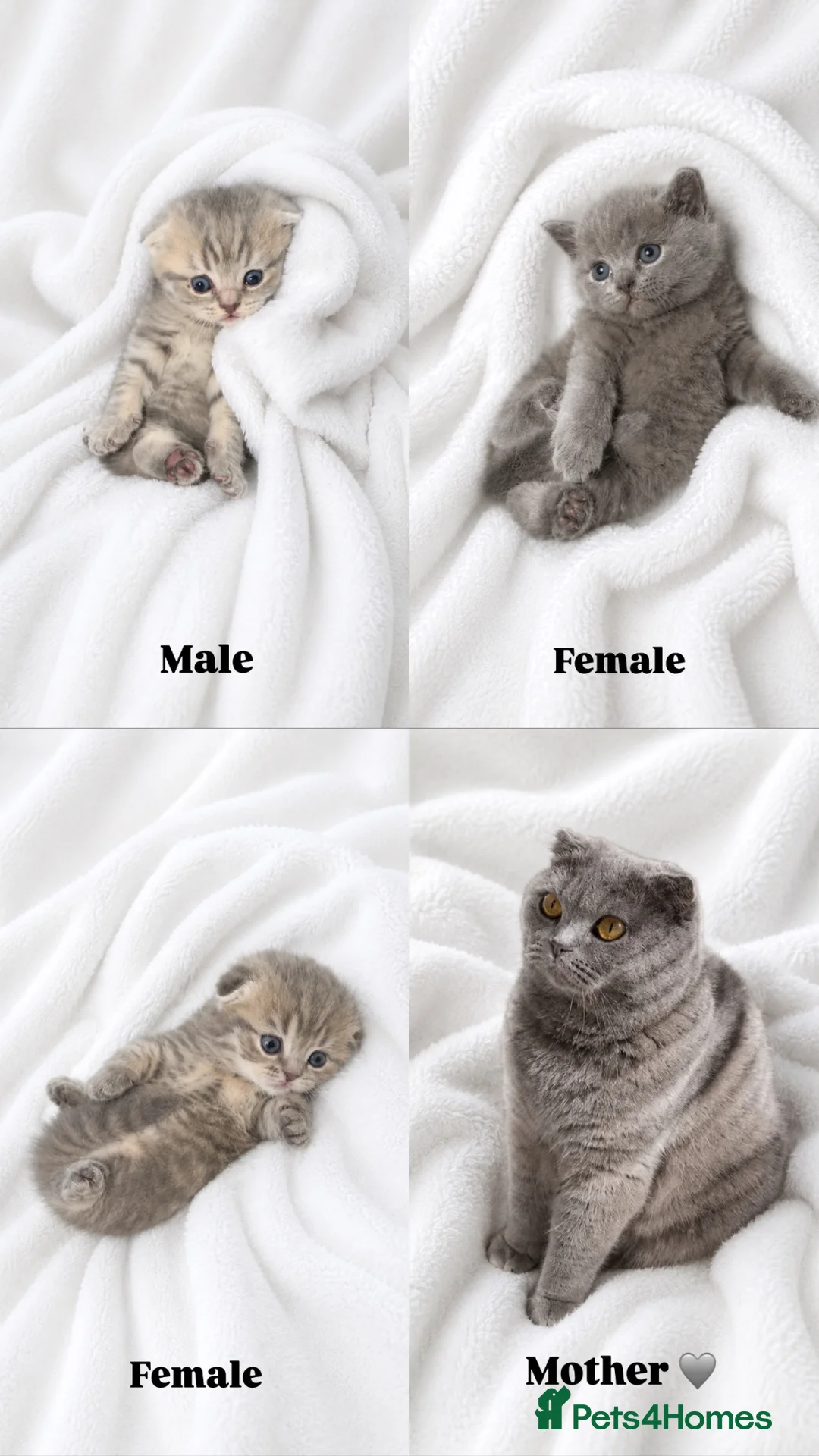 Scottish Fold cats for sale: Tiger-Striped Scottish Fold Kittens - Advert 2