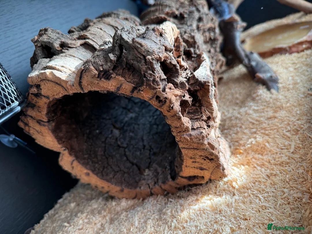 Corn Snake reptiles for sale: Red corn snake  - Advert 6