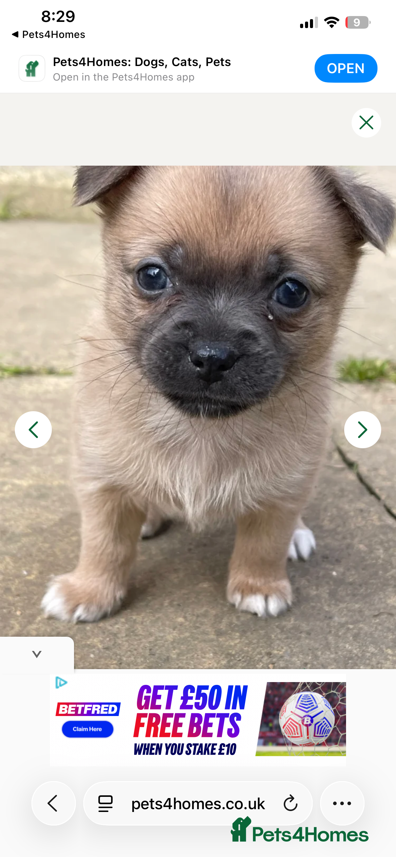 Chihuahua dogs Beautiful chihuahua for sale - Advert 19