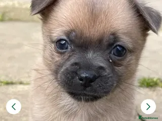 Chihuahua dogs Beautiful chihuahua for sale - Advert 19