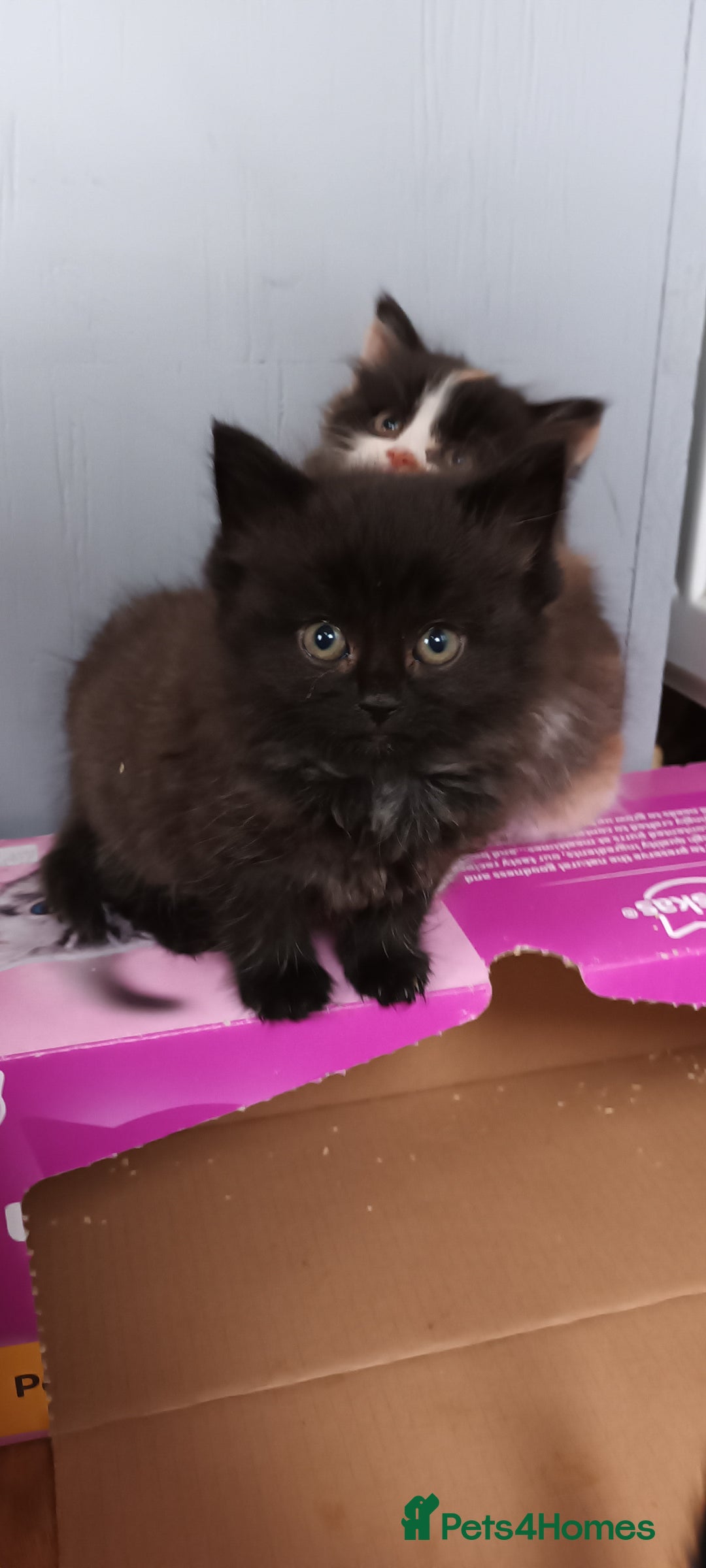 Domestic Shorthair cats for sale: 2 black and white twin girls left, ready now❤️ - Advert 3