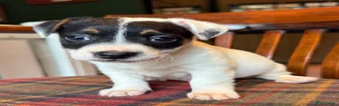 Jack Russell 1