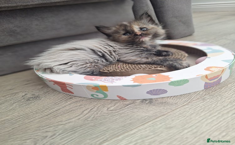 Maine Coon cats - Advert 15
