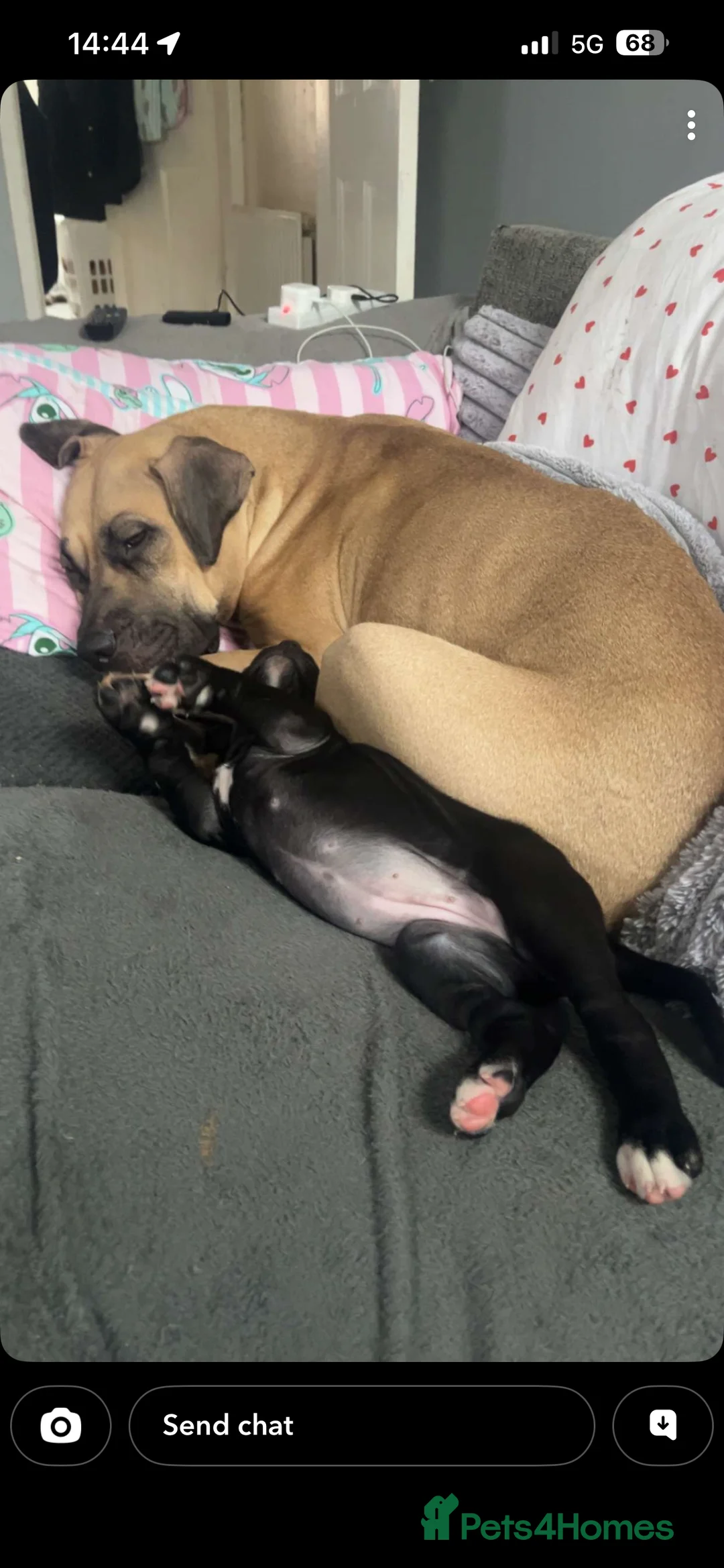 Mixed Breed dogs for sale: Presa canrio/ cane corso   in Wakefield - Advert 4