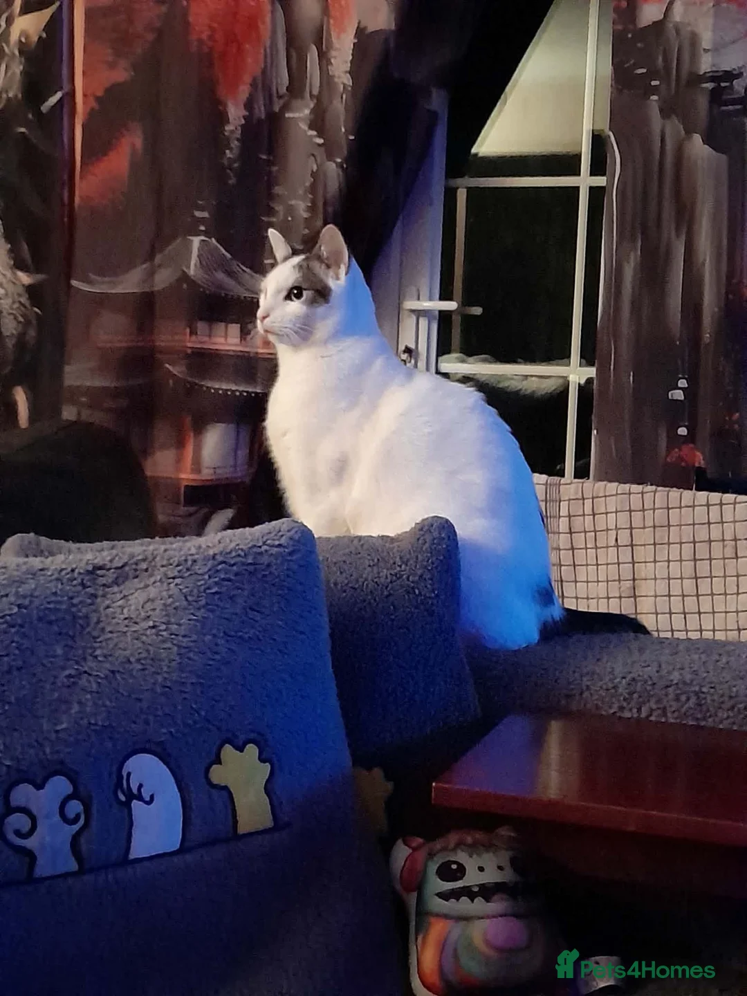 Mixed Breed cats for adoption: Beautiful Keanu and snow  - Advert 11