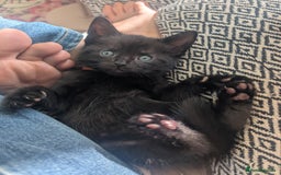 Mixed Breed cats for sale: Beautiful black kitten - Image 2