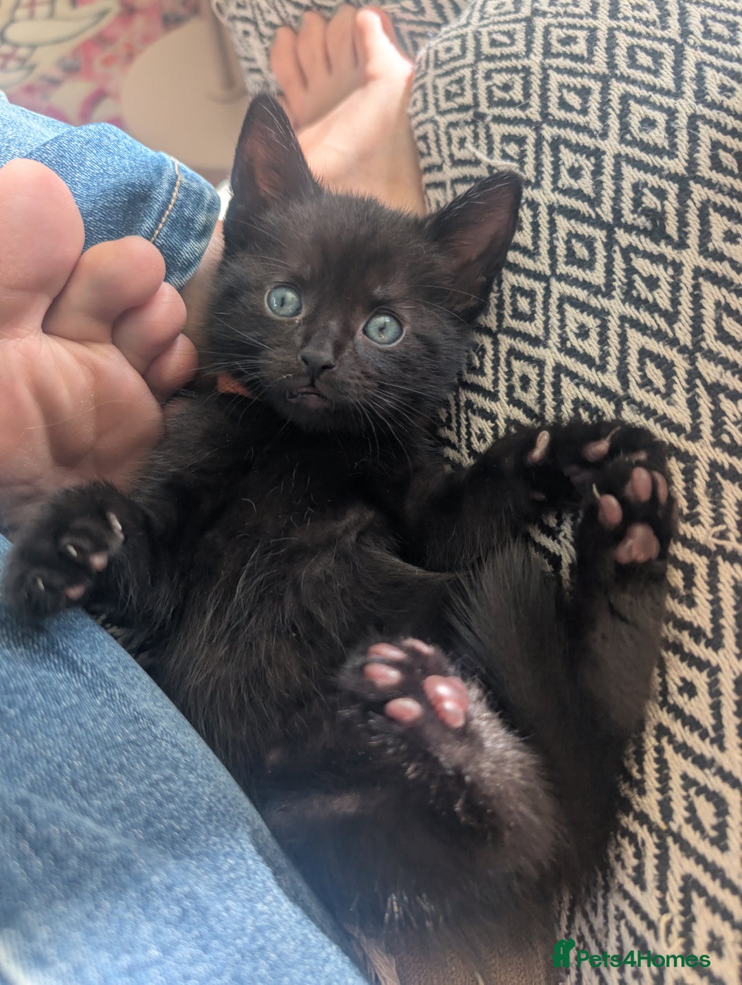 Mixed Breed cats for sale: Beautiful black kitten - Image 2