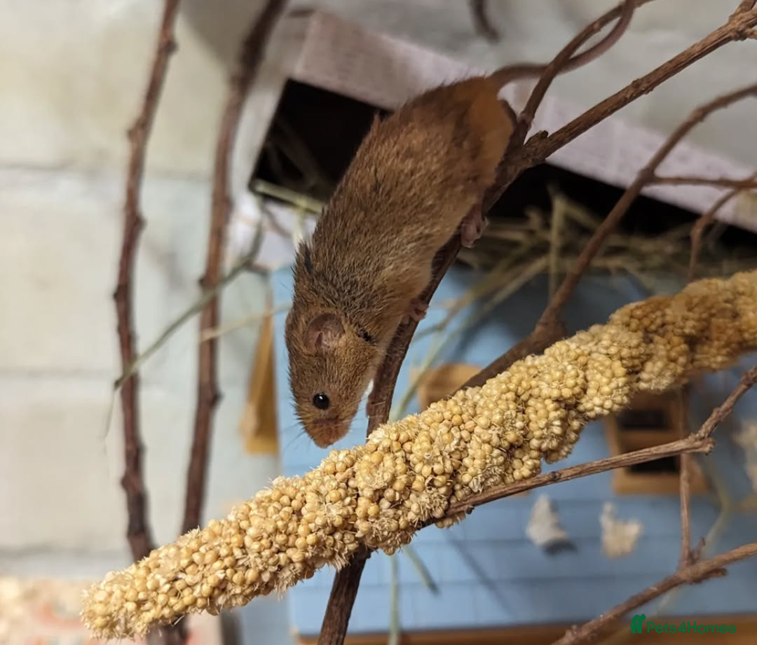Mouse rodents for sale: Harvest Mice for Sale  - Advert 5