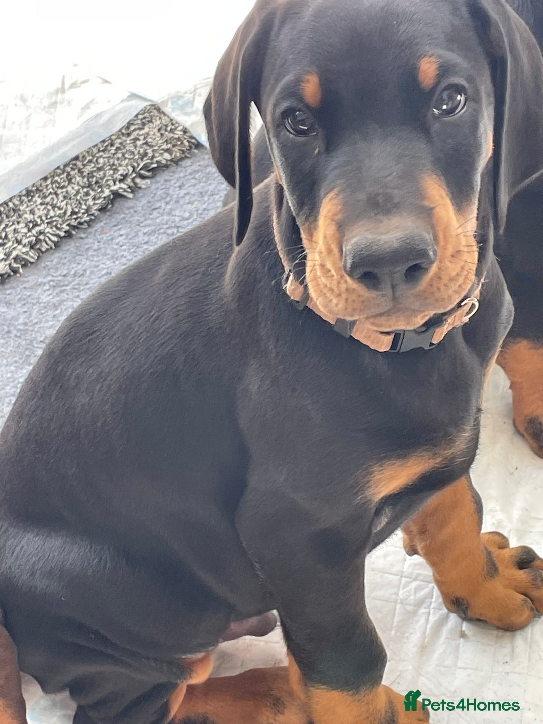 Dobermann dogs for sale: KC REG Fully health tested parents - Image 34
