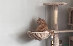 Mixed Breed cats for sale: Adorable Kittens Looking for Their Forever Homes - Image 9