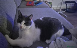 British Shorthair cats for sale: Male kitten Thunder  - Image 3