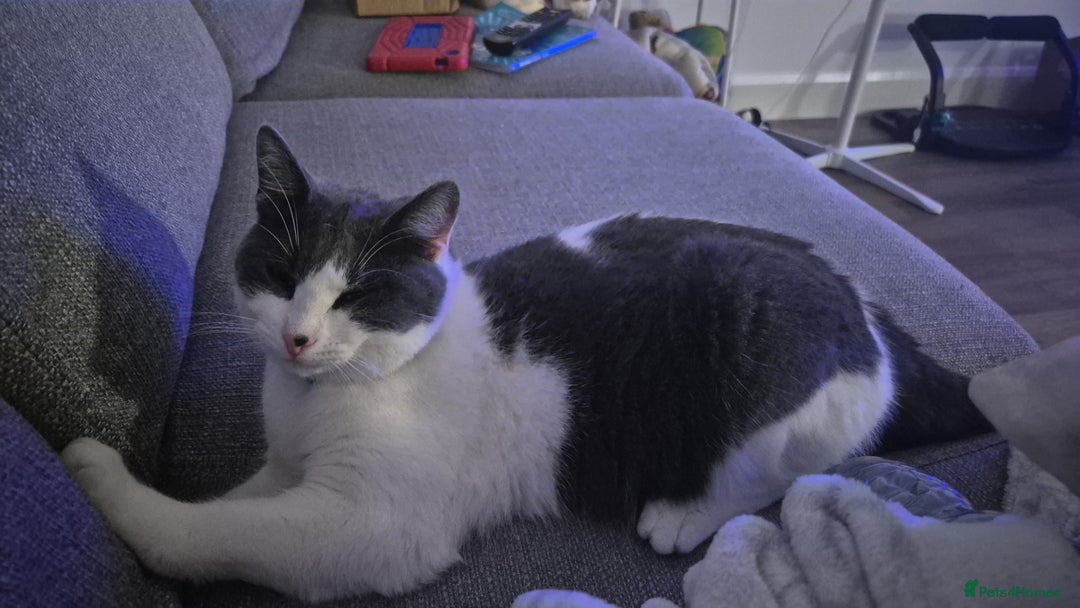 British Shorthair cats for sale: Male kitten Thunder  - Image 3