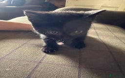 Mixed Breed cats for sale: 3 black British short haired x ragdoll kittens - Image 15