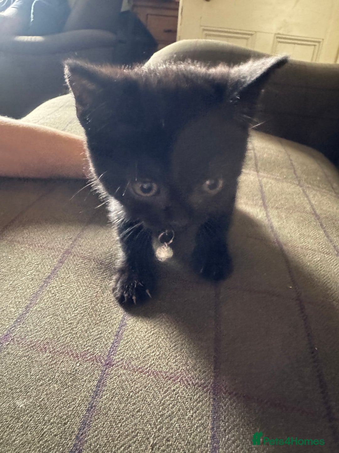 Mixed Breed cats for sale: 3 black British short haired x ragdoll kittens - Image 15