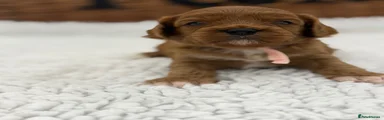 Cavapoo 4