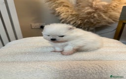 Pomeranian dogs for sale: Outstanding champion bloodline KC reg puppies  - Advert 16