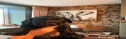 Sprocker dogs for sale: Sprocker pups for sale - Advert 8