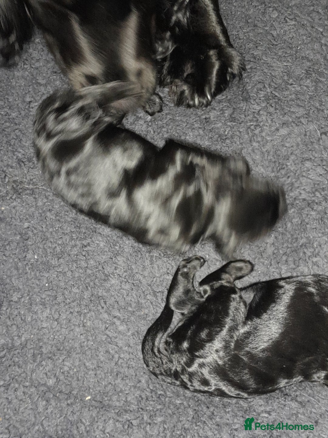 Cockapoo dogs for sale: F1 cockerpoo puppies - Image 7