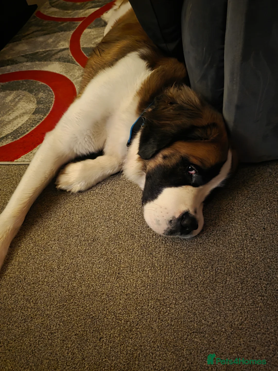 Saint Bernard dogs for sale: Kc registered st bernard 17months - Advert 5