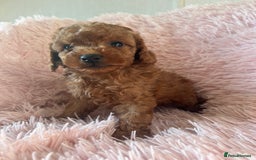 Toy Poodle dogs for sale: Beautiful Toy Poodles  - Image 1