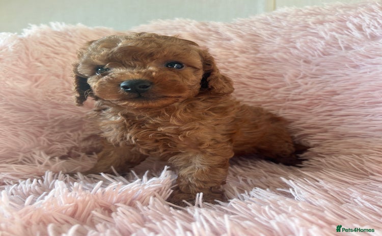 Toy Poodle dogs - Advert 13