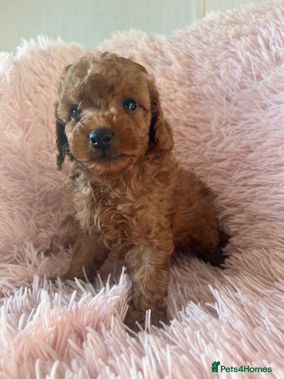 Toy Poodle dogs for sale: Beautiful Toy Poodles  - Image 1