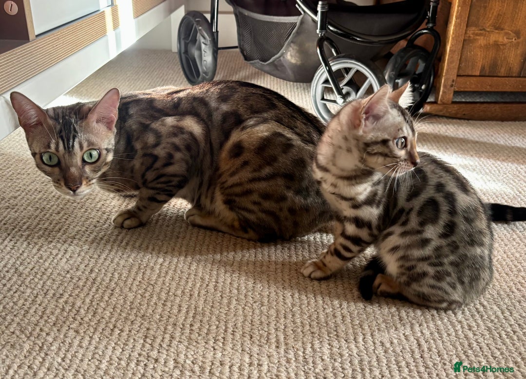 Bengal cats for sale: Female Bengal kitten available now - Image 4