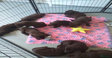Labrador Retriever dogs - Advert 7