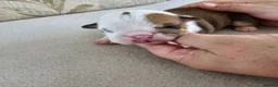 English Bulldog dogs for sale: British bulldog pups in Ammanford - Advert 34