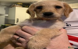 Double Doodle dogs for sale: Beautiful rare litter of Double Doodles - Image 25