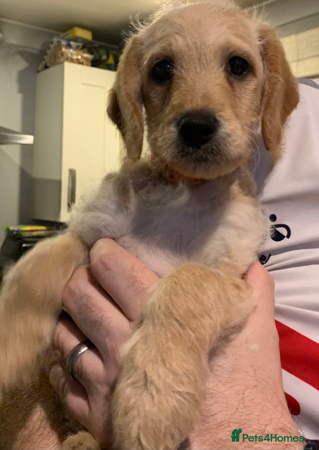 Double Doodle dogs for sale: Beautiful rare litter of Double Doodles - Image 25