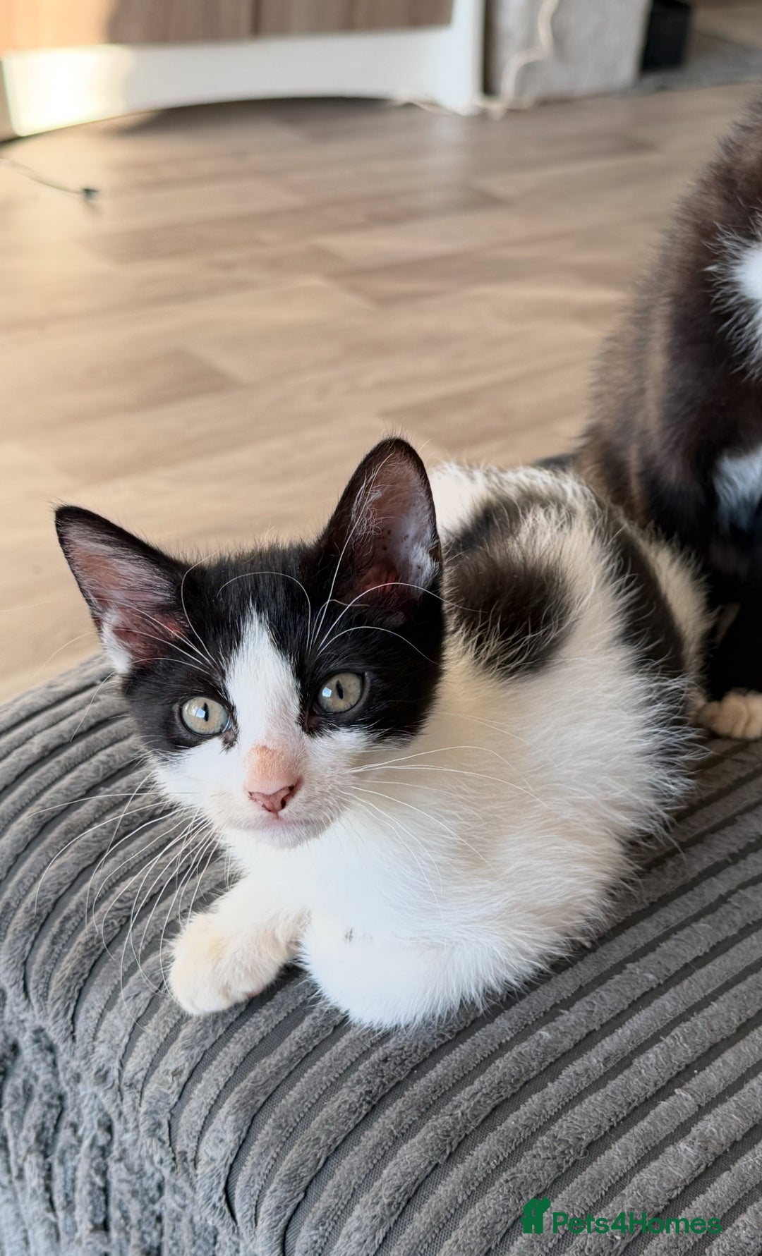 Sphynx cats for sale: Ready 2go today! Male & female half Sphynx kitten  - Image 2