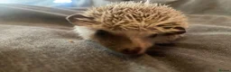 Pygmy Hedgehog rodents for sale: 3 Adorable 8-Week-Old Baby Hedgehogs Ready  - Advert 4