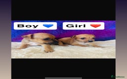 Jack Russell dogs for sale: Beautiful Jack Russel puppies  - Image 6