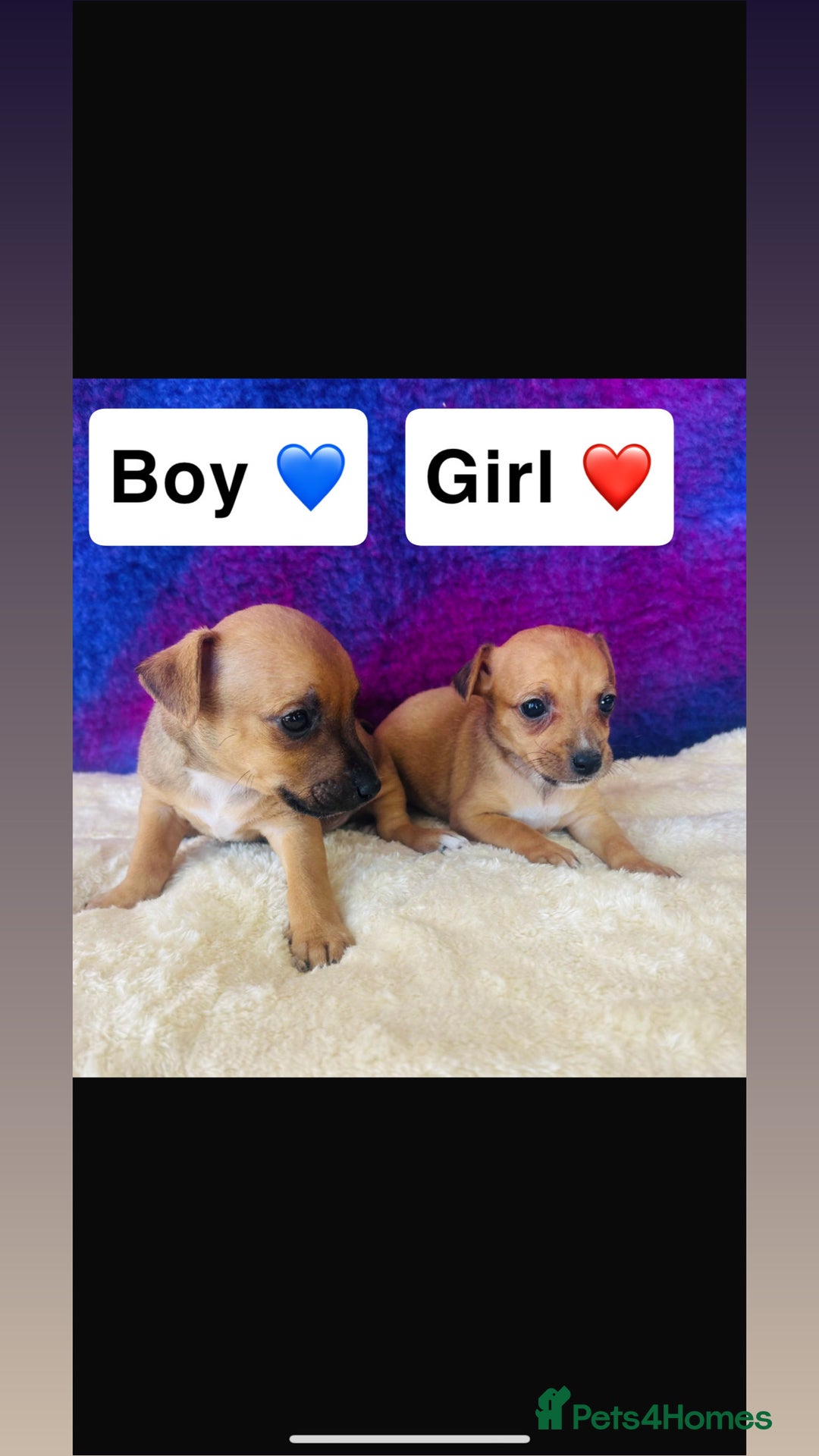 Jack Russell dogs for sale: Beautiful Jack Russel puppies  - Image 6