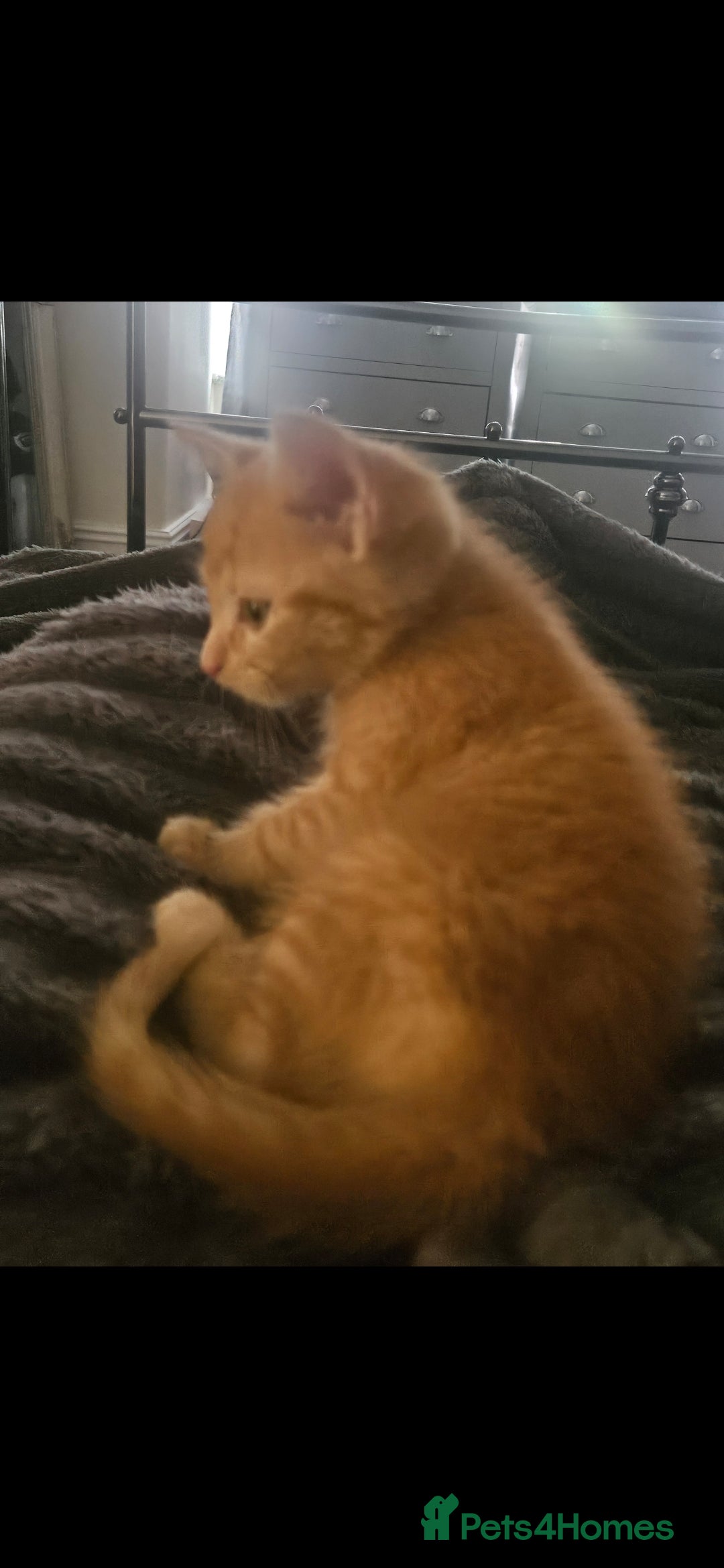 Mixed Breed cats for sale: Female and Male - Advert 4