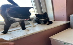 Domestic Shorthair cats for sale: Male kitten  - Image 2
