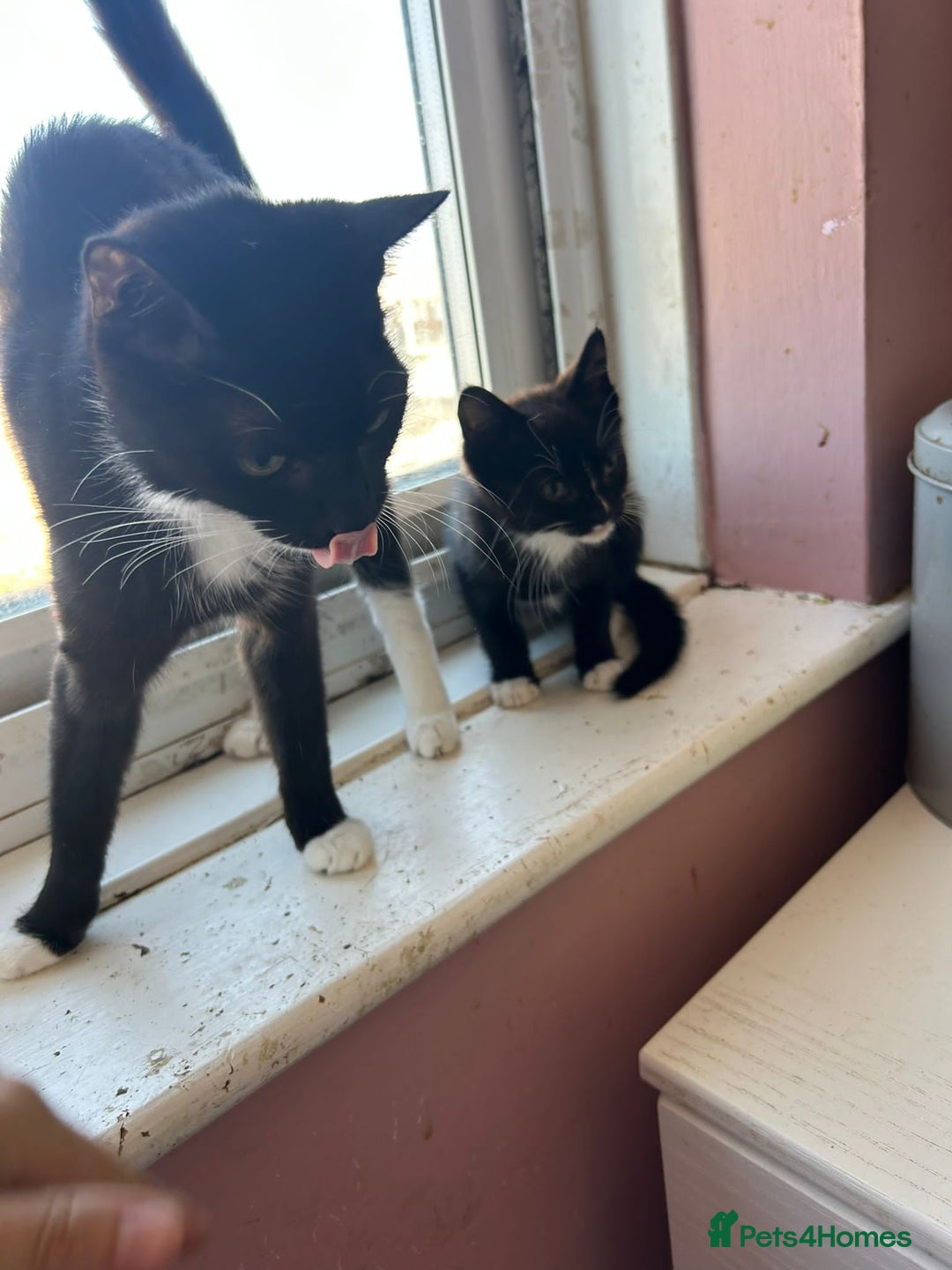 Domestic Shorthair cats for sale: Male kitten  - Image 2