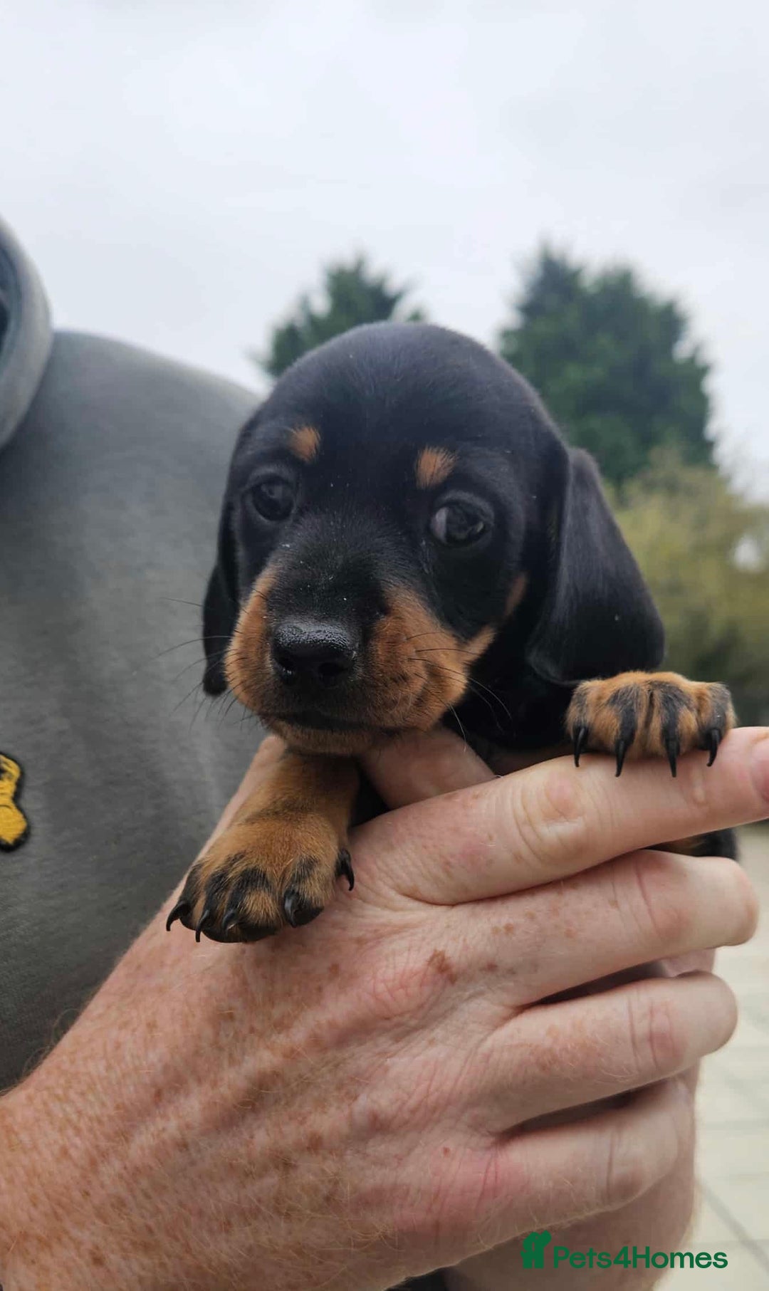 Miniature Dachshund dogs for sale: Miniature smooth haired dachshunds  - Image 6