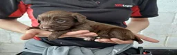 Sprocker dogs for sale: Sprocker pups for sale ( Springer x Cocker) - Advert 4