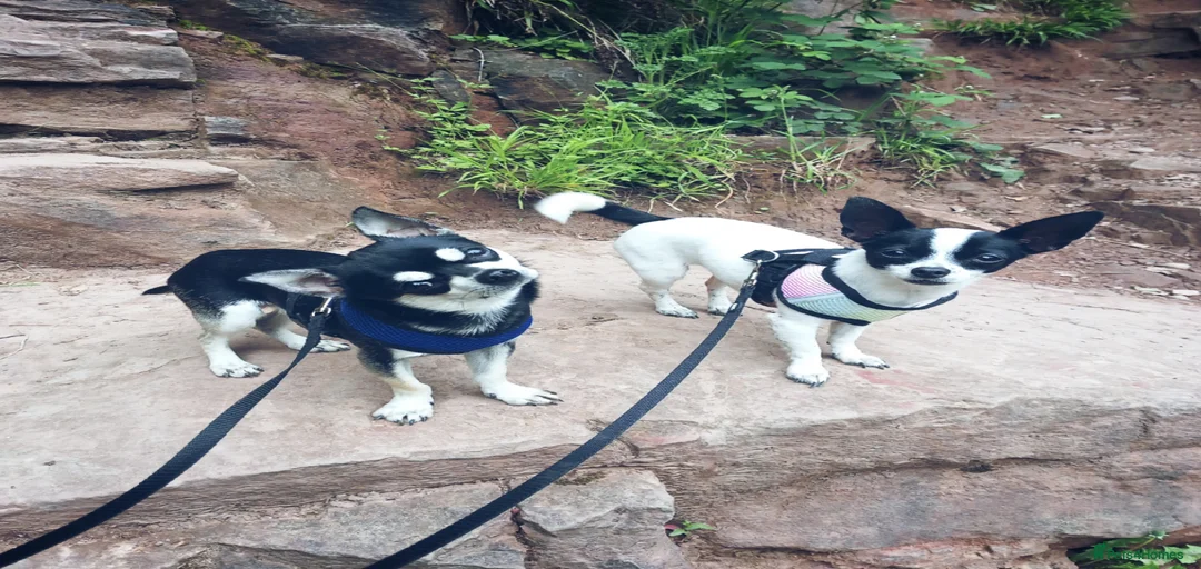 Gallery Image {{count}}